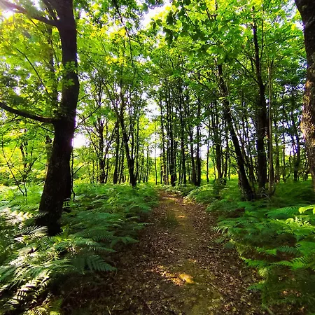 La Maison Des Forges: Rustic Chic Forest Retreat Cellefrouin